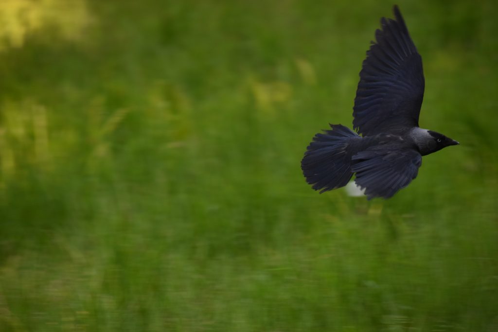 Vogels zwarte kraai